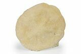 Miocene Echinoid (Monostychia) Fossil - Australia #218256-1